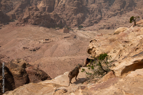 Ziegen im Gebirge der antiken Stadt Petra, Jordanien