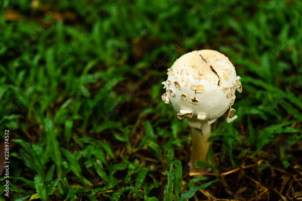 Poisonous mushrooms growing under the trees in the garden. Poisonous mushrooms growing under the trees in the garden.