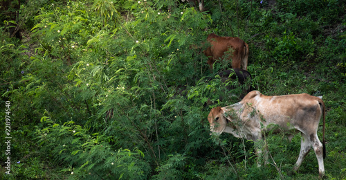 Group of Cows in meadow. Thailand Rural composition. © Pantira