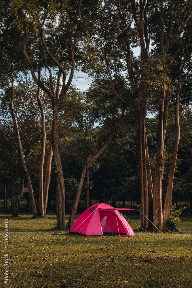 Camping and tent under the pine forest in sunset in Prachin buri, Thailand