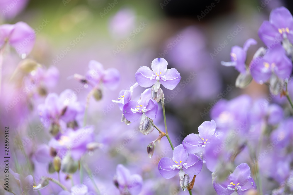 Close-up of Beautiful Pastel Purple Murdannia Flower in the Flower Field in Prachinburi, Thailand Close-up of Beautiful Pastel Purple Murdannia Flower in the Flower Field in Prachinburi, Thailand