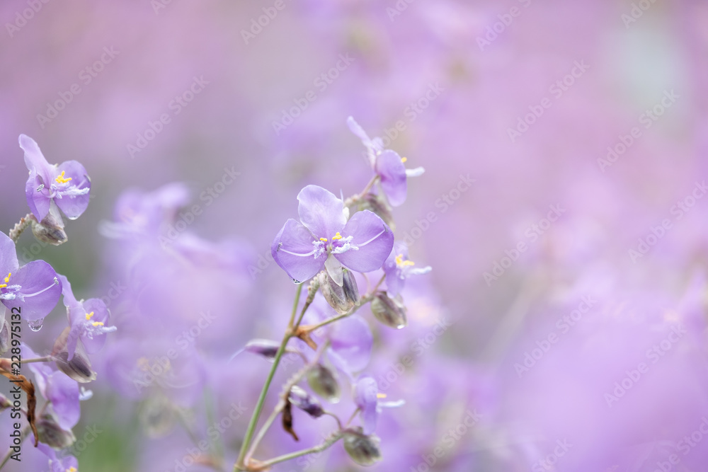 Close-up of Beautiful Pastel Purple Murdannia Flower in the Flower Field in Prachinburi, Thailand Close-up of Beautiful Pastel Purple Murdannia Flower in the Flower Field in Prachinburi, Thailand