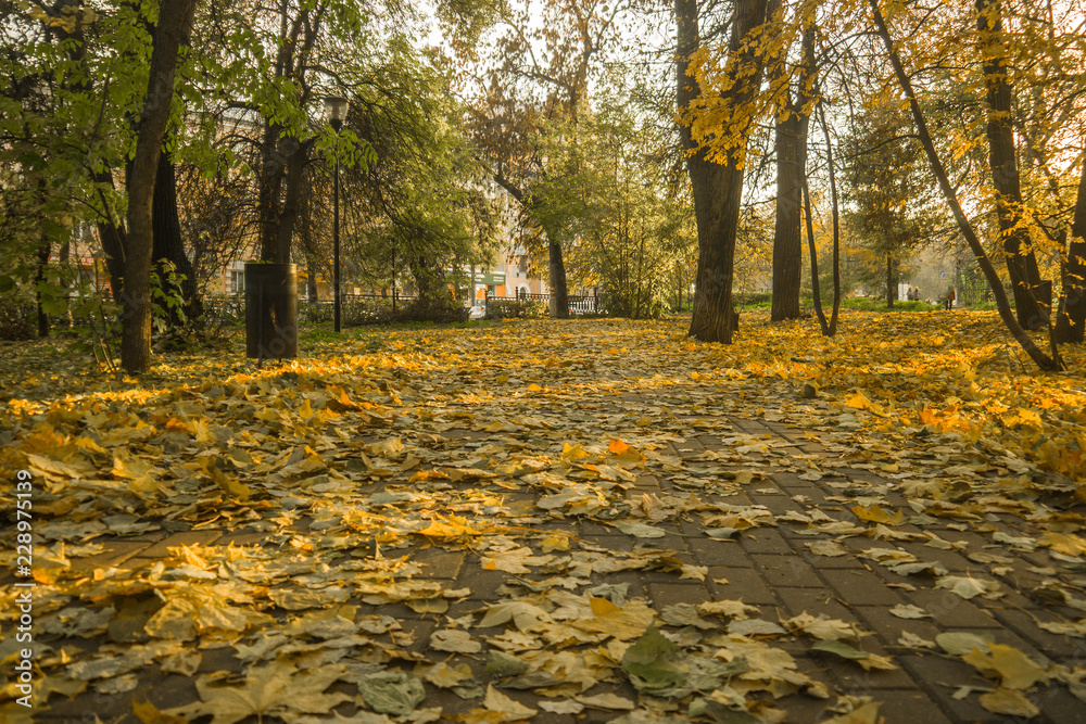 Autumn park, yellow fallen leaves from trees, sunny day Autumn park, yellow fallen leaves from trees, sunny day