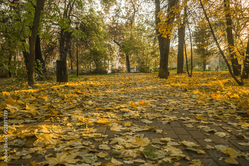 Autumn park, yellow fallen leaves from trees, sunny day