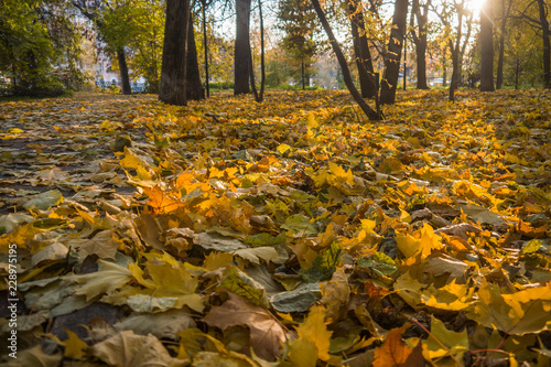 Autumn park  yellow fallen leaves from trees  sunny day