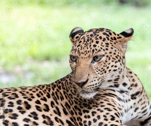 Thailand leopard, Panthera pardus kotiya, big spotted cat lying on the tree in the nature habitat,  Safari zoo in Kanchana buri photo