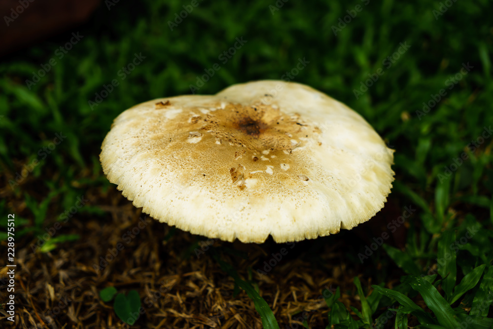 Poisonous mushrooms growing under the trees in the garden. Poisonous mushrooms growing under the trees in the garden.