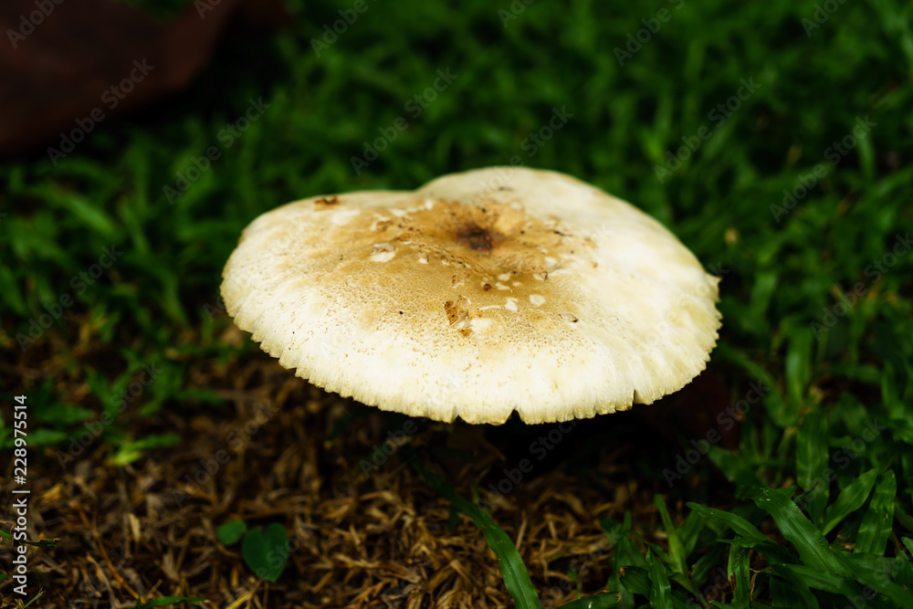 Poisonous mushrooms growing under the trees in the garden. Poisonous mushrooms growing under the trees in the garden.