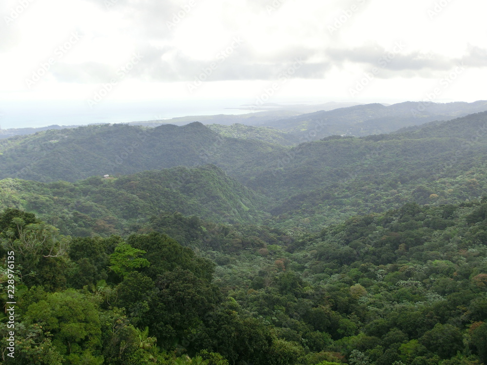 Puerto Rico Rainforest