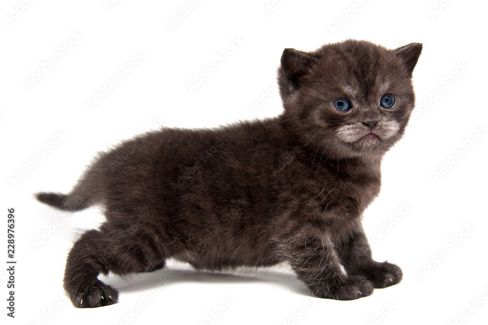 Small black smoky British kitten stands in full height isolated on white background