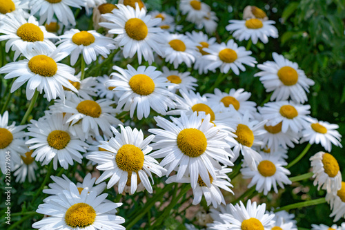 spring daisies in the meadow background