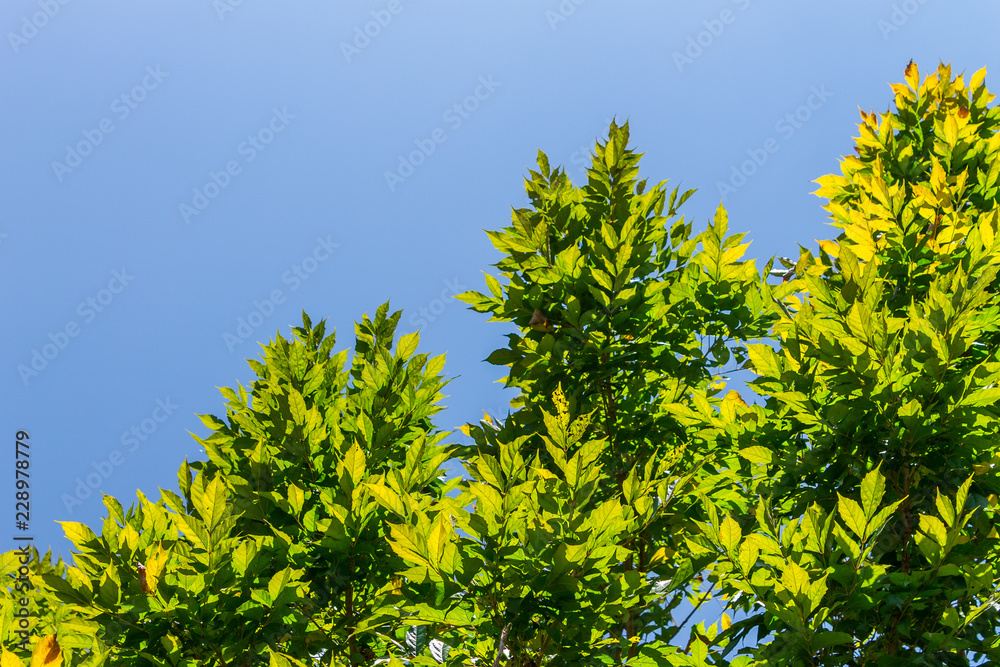 Background of nature Background of nature
