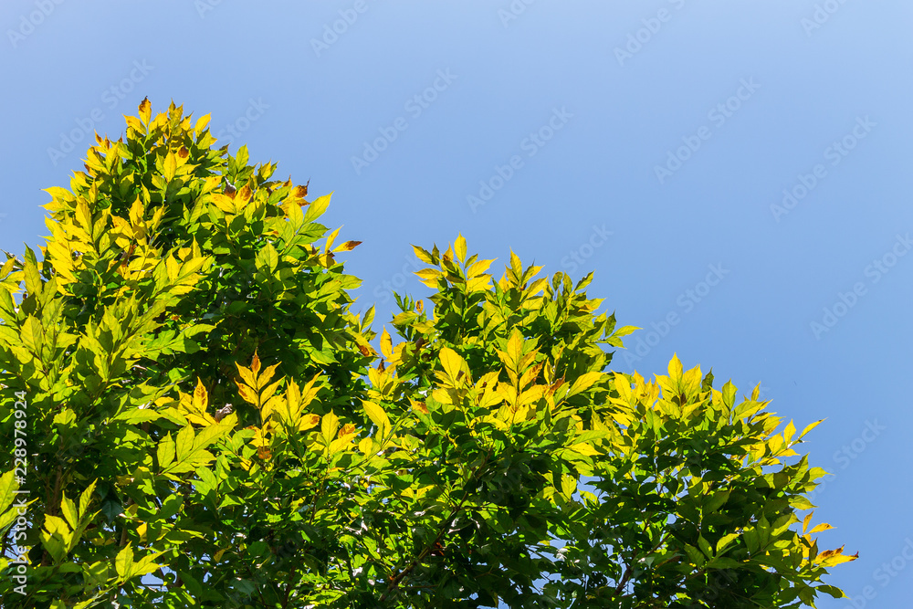 Background of nature Background of nature