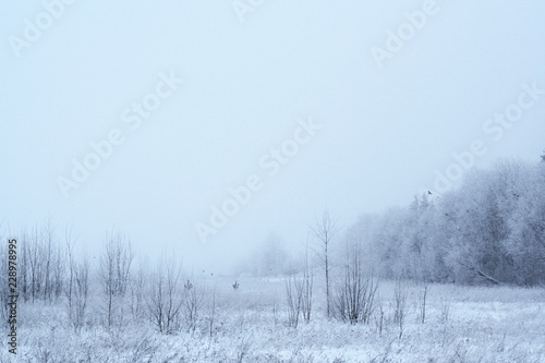 Magical winter scene with white mist