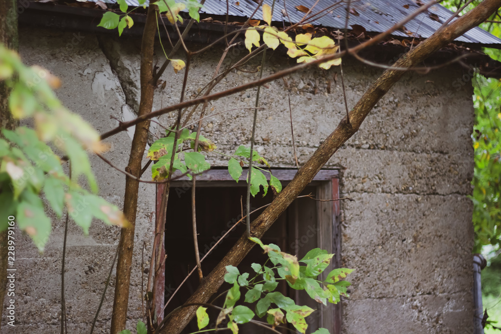 Close up of the top of a doorway of an old brick building with an aged wood frame and a tree growing over the front.