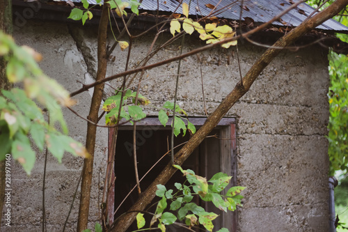 Obraz na płótnie Close up of the top of a doorway of an old brick building with an aged wood frame and a tree growing over the front. w salonie