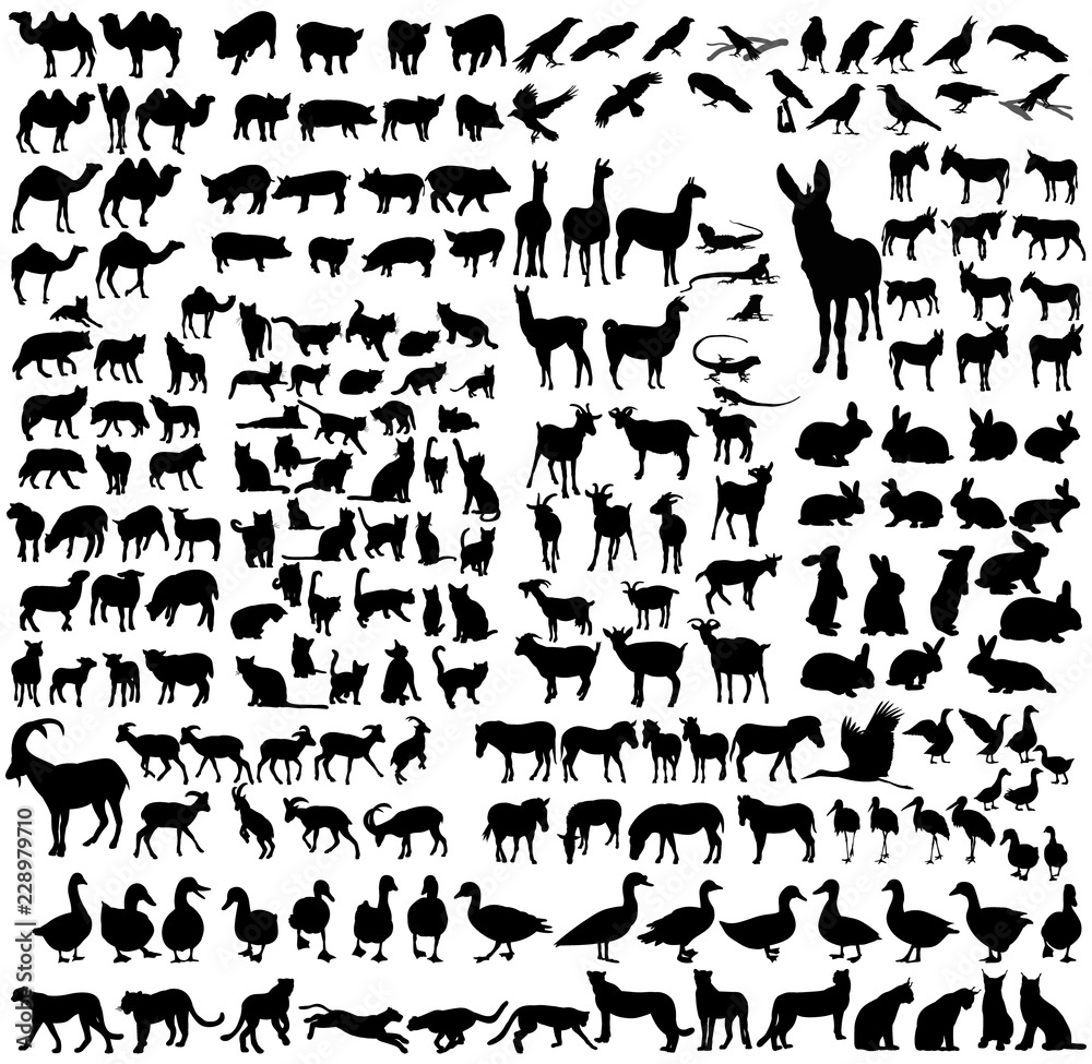 silhouette of the wild and domestic animals