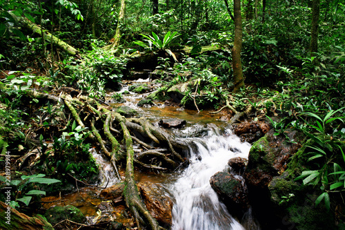 Beautiful mystical stream through tranquil rain forest of South America.