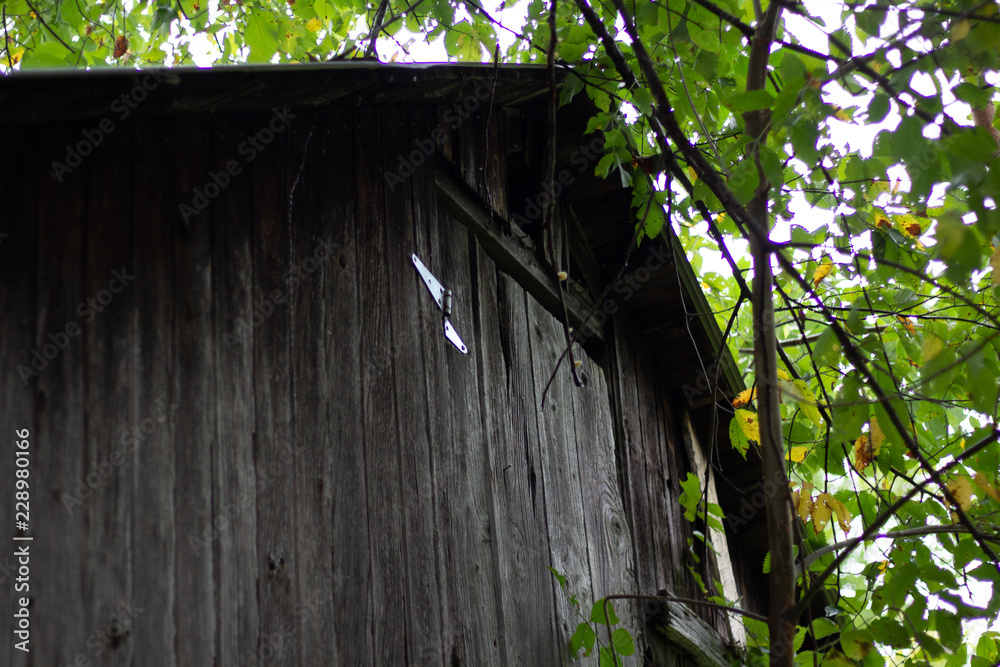 Looking up at the top section of an old wood shack and its roof peak in a forest in Southern Ontario, Canada