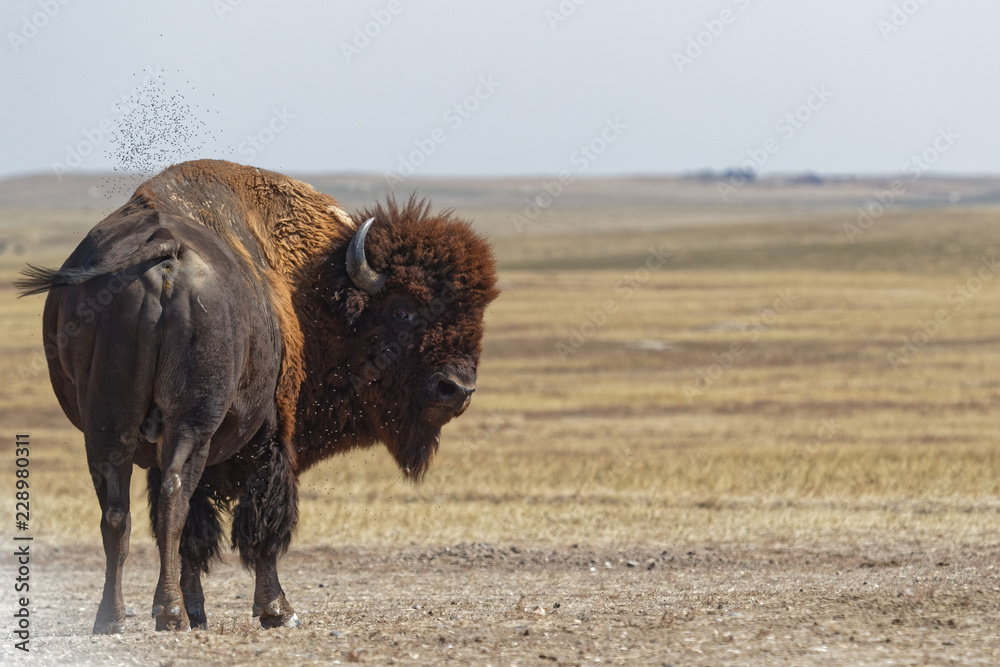 Buffalo in the Badlands National Park