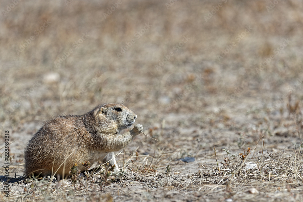A prairie dog in the Badlands grass fields A prairie dog in the Badlands grass fields