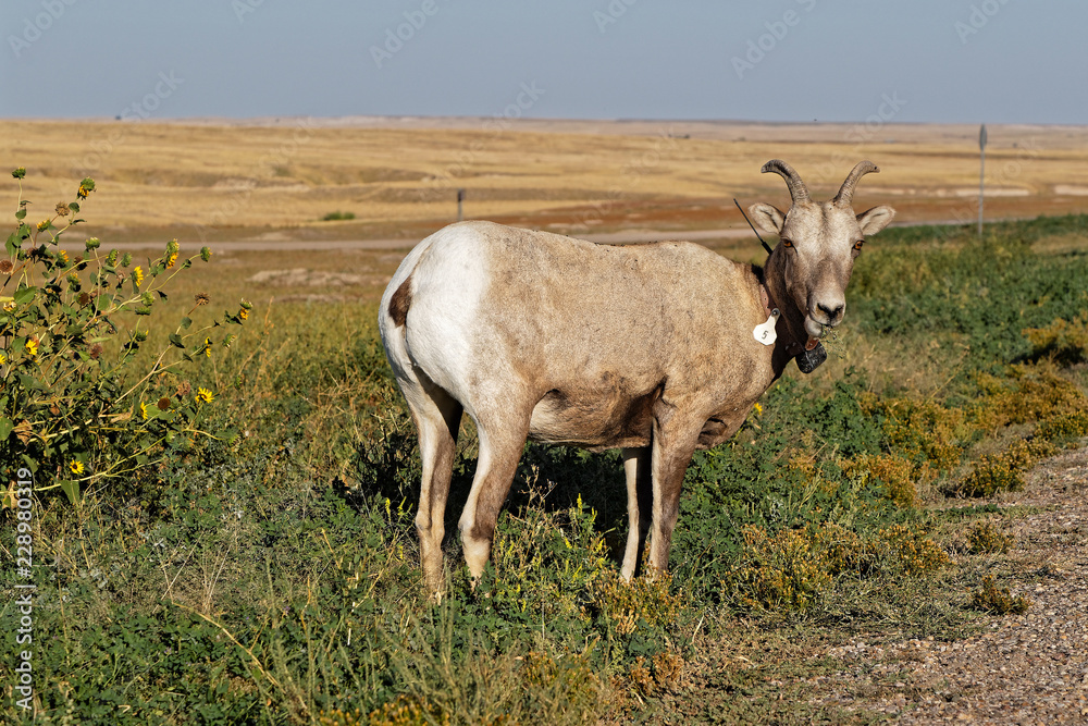 A bighorn sheep in the Badlands National Park A bighorn sheep in the Badlands National Park