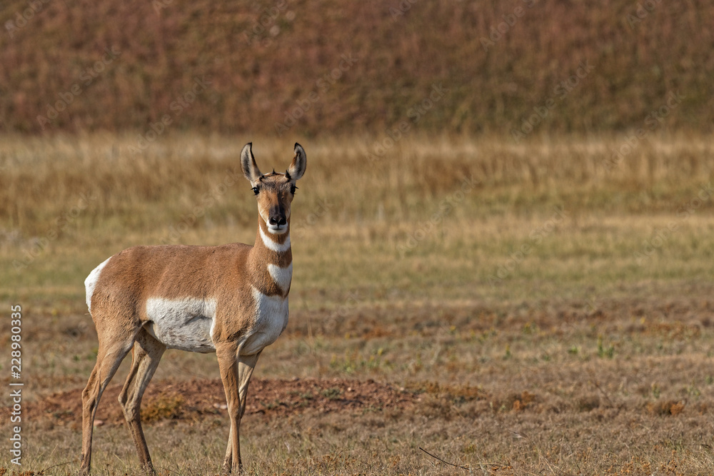 Female pronghorn in Custer State Park, South Dakota