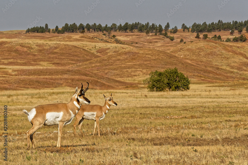 A couple of pronghorns in Custer State Park, South Dakota A couple of pronghorns in Custer State Park, South Dakota