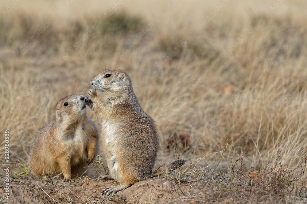 Fototapeta premium Two Prairie dogs in Devils Tower monument park