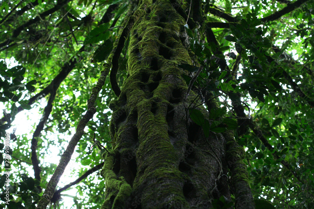 Fototapeta premium Beautiful mystical old tree growing in jungle of French Guiana.