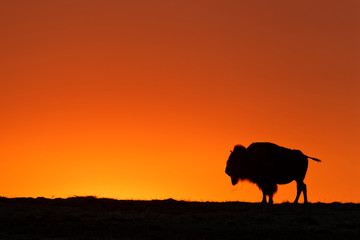 Fototapete Büffel Büffelsilhouette im Sonnenuntergang Badlands  © Pierre-Jean DURIEU