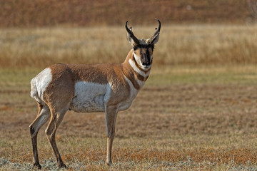 Wandcirkels Antilope Pronghorn mannetje in Custer State Park  © Pierre-Jean DURIEU