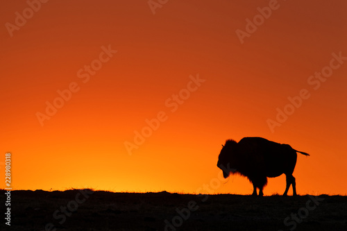 A buffalo silhouette on a sunset sky in Badlands