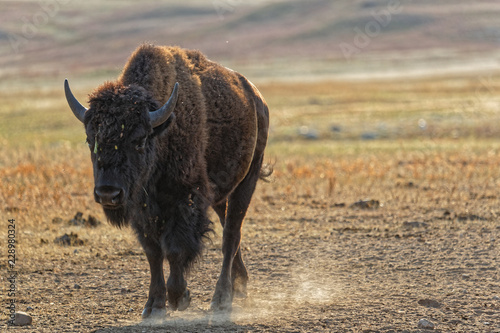 Buffalo in the Custer Park, Black Hills, South Dakota