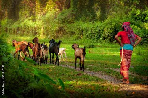 Woman shepherd walking with goats in forest, Nepal, Asia