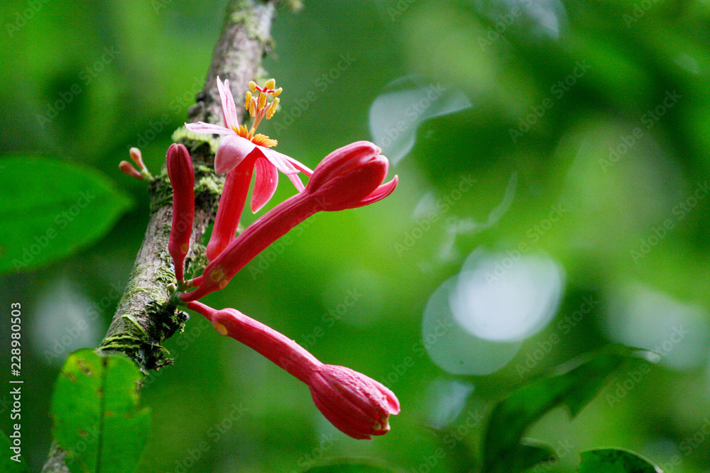 wild tropical pink flower on bright green bokeh background wild tropical pink flower on bright green bokeh background