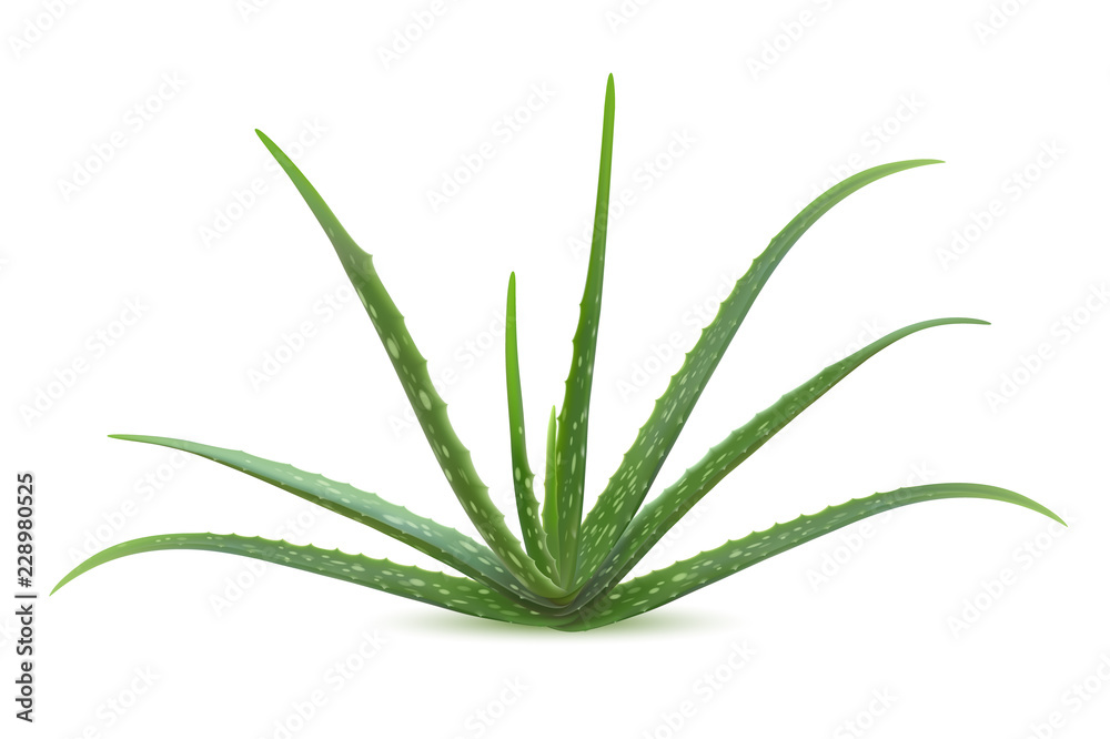 Realistic aloe vera vector illustration on white background