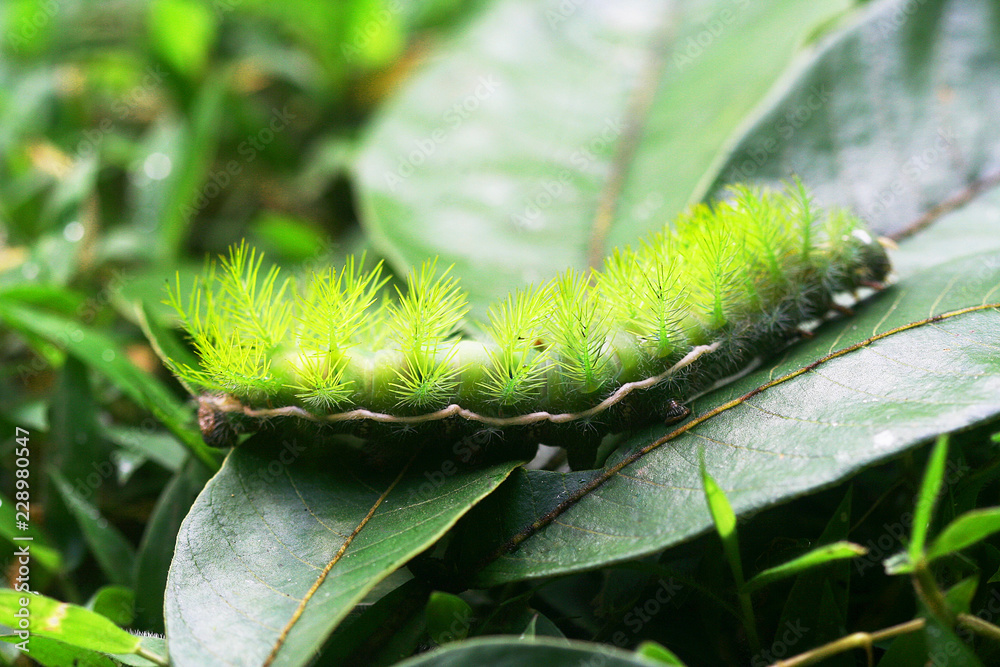 Fototapeta premium close up of a poisonous caterpillar. made in French Guiana