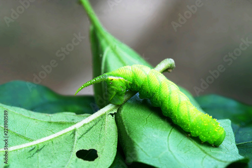 Bild auf Leinwand close up of a caterpillar. made in French Guiana