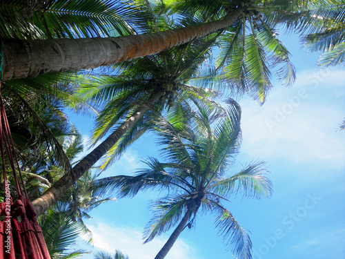 view from laying in hammock that is between coconut trees on tropical paradise beach  with blue sky and coconut tree background.