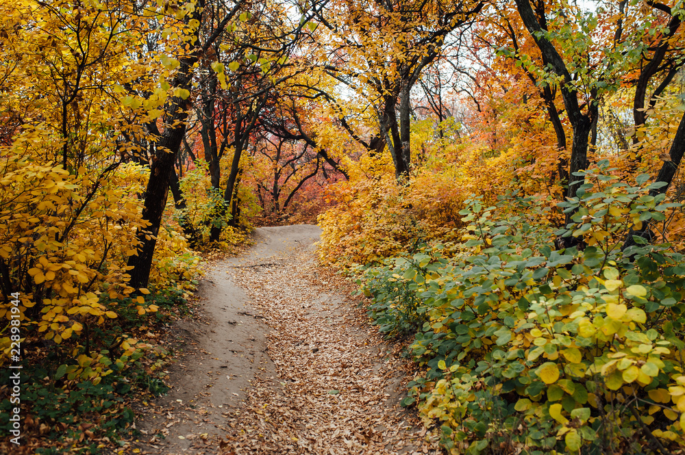 Beautiful romantic alley in a park with colorful trees and sunlight.