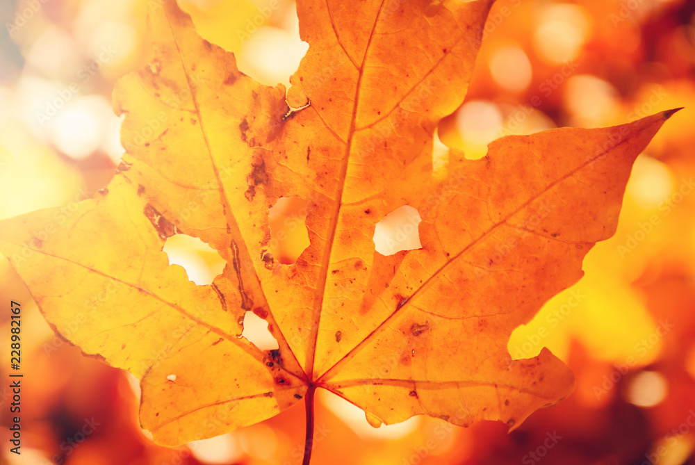 Closeup yellow maple leave with holes, postcard or wallpaper template Closeup yellow maple leave with holes, postcard or wallpaper template