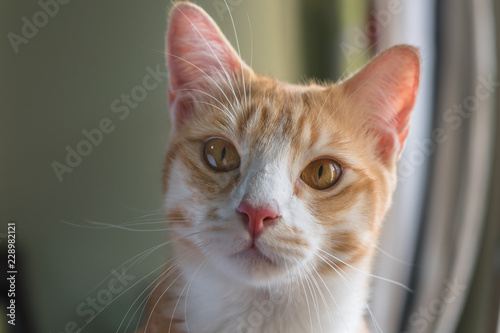 The cat is looking forward and looking cute.