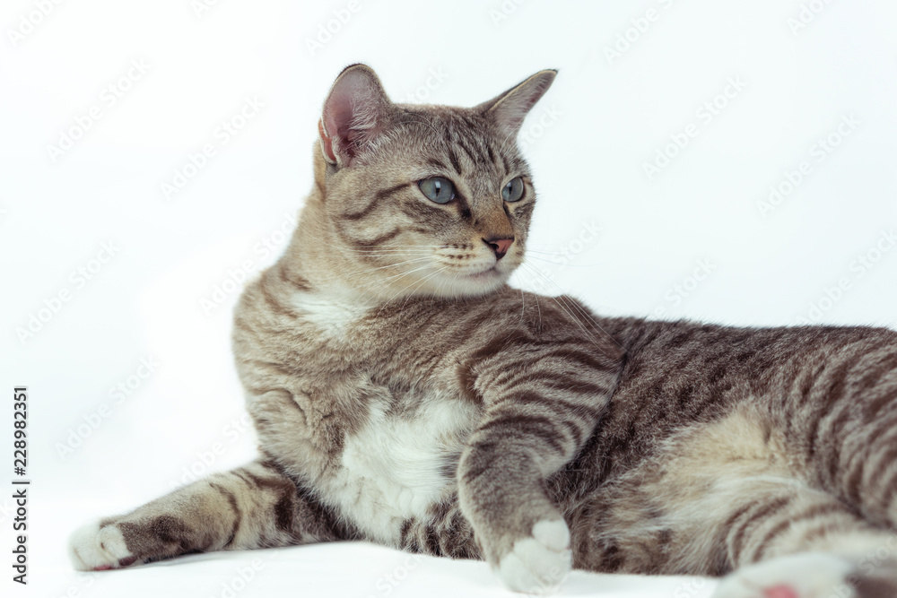 The gray cat is sitting and looking away. The gray cat is sitting and looking away.
