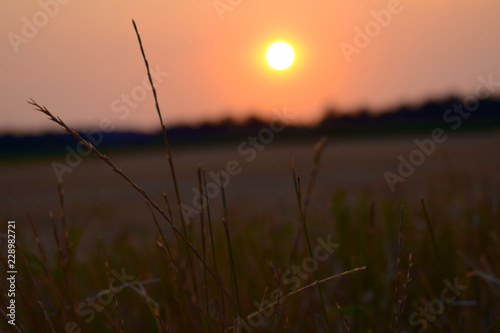 Weizen bei Sonnenuntergang