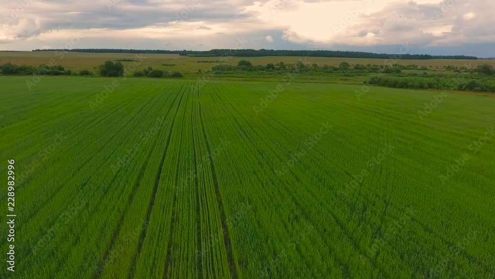 Field with green grass in summer. Shot by drone Field with green grass in summer. Shot by drone