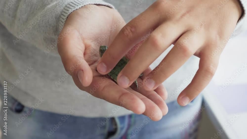 Child's hand touching small green domestic turtle Child's hand touching small green domestic turtle