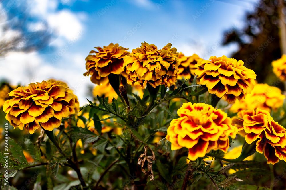 Close up of giant marigold blossoms growing on the plant in a garden against a blue sky in Phu Foi Lom National Park