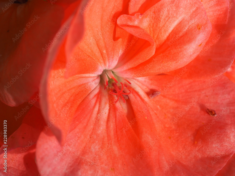 pink geranium flower selective focus pink geranium flower selective focus
