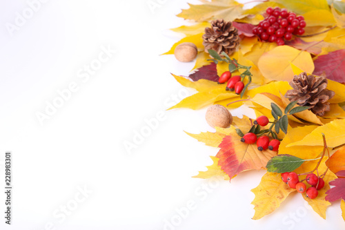 Autumn leaves with berries isolated on white © Mouse family